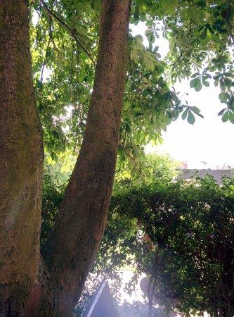 Restauracja Kreesowa